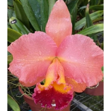 BLC. SALMON TAK