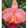 BLC. SALMON TAK