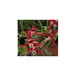 MAXILLARIA HOUTEANA