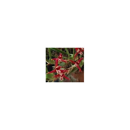 MAXILLARIA HOUTEANA