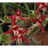 MAXILLARIA HOUTEANA