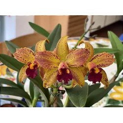 BLC. SAMBA LEMON DROP