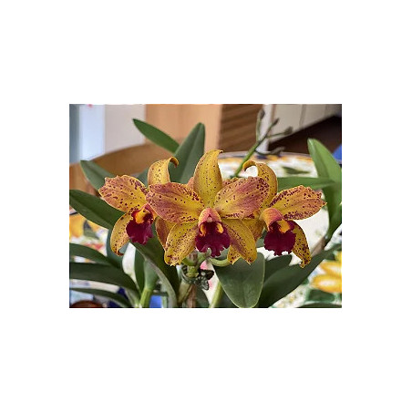 BLC. SAMBA LEMON DROP
