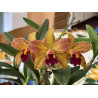 BLC. SAMBA LEMON DROP