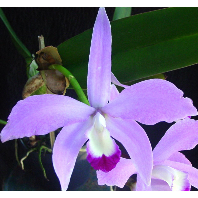 LAELIA PERRINII TIPO