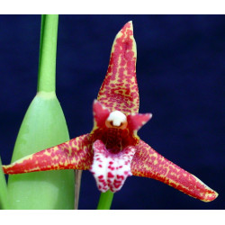 MAXILLARIA TENUIFOLIA