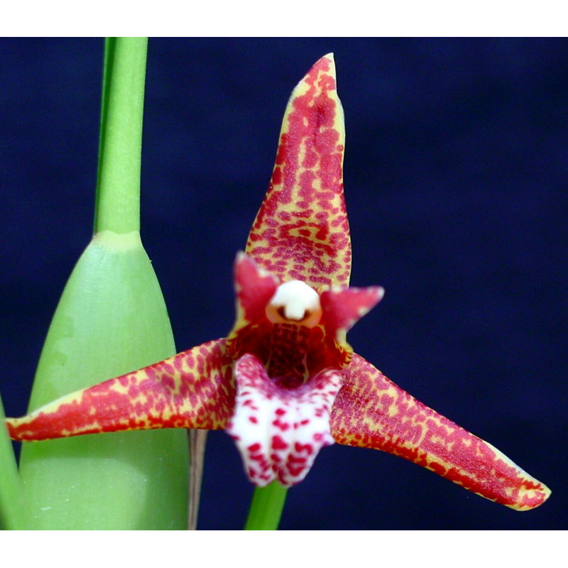 MAXILLARIA TENUIFOLIA