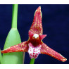 MAXILLARIA TENUIFOLIA