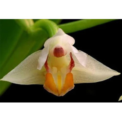 CRYPTOCHILUS ROSEUM