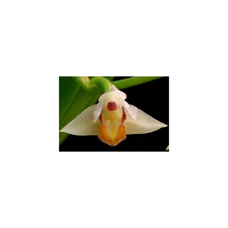 CRYPTOCHILUS ROSEUM