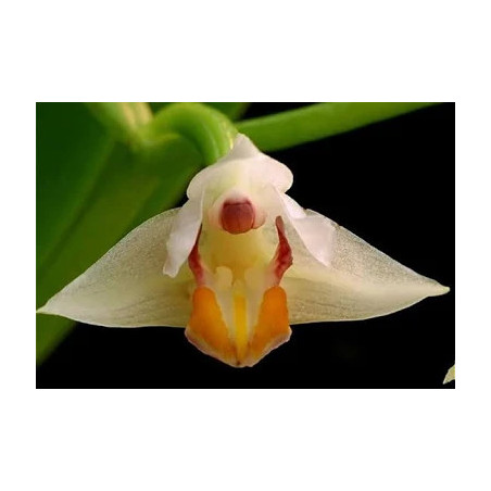 CRYPTOCHILUS ROSEUM