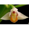 CRYPTOCHILUS ROSEUM