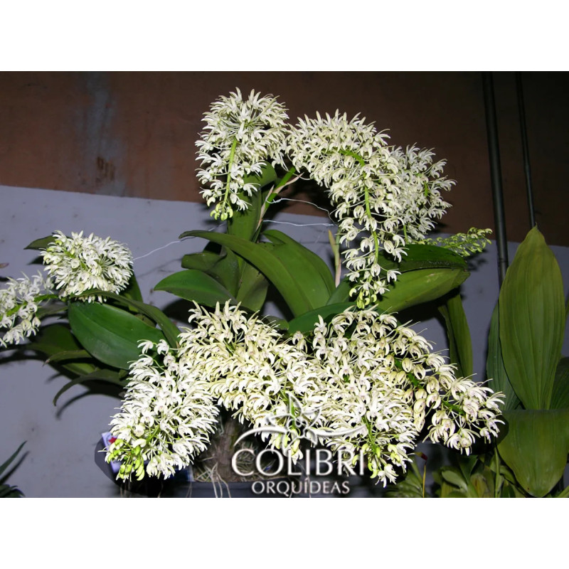 DENDROBIUM SPECIOSUM