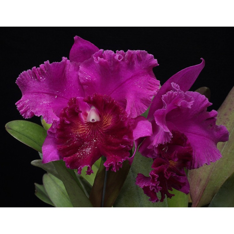 Blc. Memória Crispin Rosales