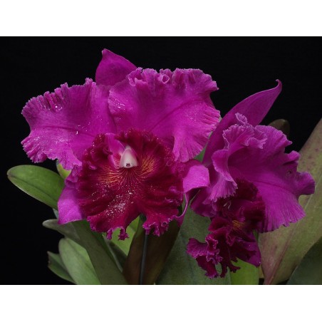 Blc. Memória Crispin Rosales