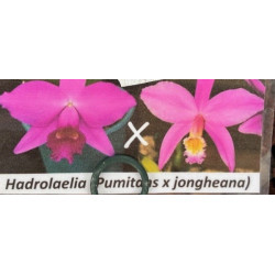 LAELIA PUMITANS X LAELIA JONGHEANA