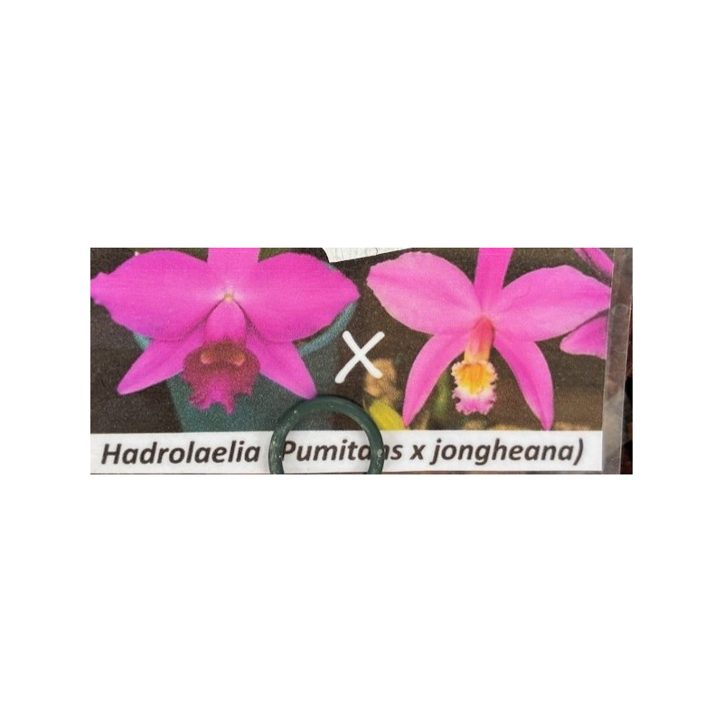 LAELIA PUMITANS X LAELIA JONGHEANA