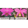 LAELIA PUMITANS X LAELIA JONGHEANA