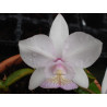 Cattleya nobilior (alba x suave)