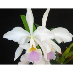 CATTLEYA LABIATA CARNEA  X SELF