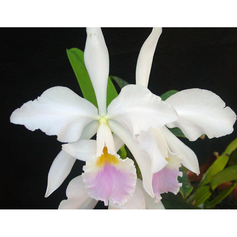 CATTLEYA LABIATA CARNEA  X SELF