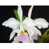 CATTLEYA LABIATA CARNEA  X SELF