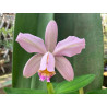 CATTLEYA VENOSA TRILABELO (FORBESII X HARRISONIAE TRILABELO)