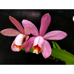 CATTLEYA VENOSA TRILABELO (FORBESII X HARRISONIAE TRILABELO)