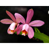 CATTLEYA VENOSA TRILABELO (FORBESII X HARRISONIAE TRILABELO)