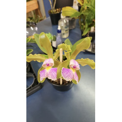 CATTLEYA SCHILERIANA SEMI-ALBA X AUREA