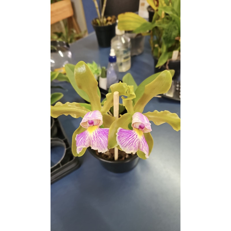 CATTLEYA SCHILERIANA SEMI-ALBA X AUREA