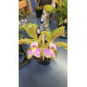CATTLEYA SCHILERIANA SEMI-ALBA X AUREA