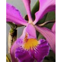 CATTLEYA WHITEI TIPO ( SCHILLERIANA X WARNERI)