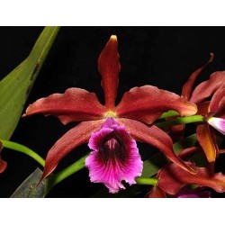 Laelia tenebrosa rubra