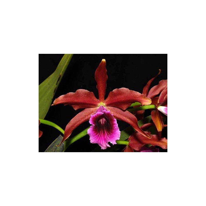Laelia tenebrosa rubra