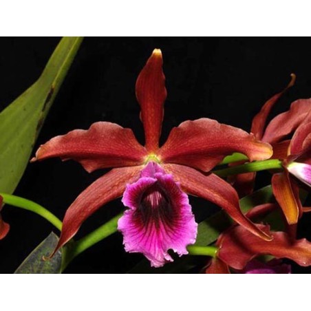 Laelia tenebrosa rubra