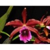 Laelia tenebrosa rubra