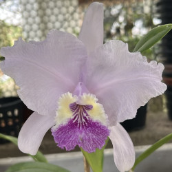 CATTLEYA LUEDDEMANNIANA COERULEA