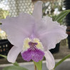 CATTLEYA LUEDDEMANNIANA COERULEA