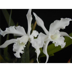 LAELIA LOBATA ALBA