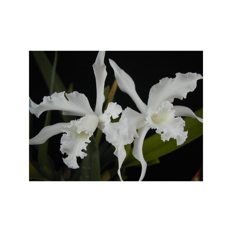 LAELIA LOBATA ALBA