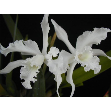 LAELIA LOBATA ALBA