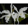 LAELIA LOBATA ALBA