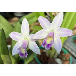 LAELIA RUPESTRIS X ALAORII