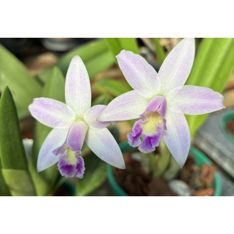 LAELIA RUPESTRIS X ALAORII