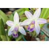 LAELIA RUPESTRIS X ALAORII