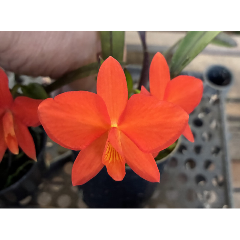 SOPHRONITIS COCCINEA LARANJA