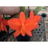 SOPHRONITIS COCCINEA LARANJA