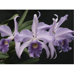 LC. CALLISTOGLOSSA COERULEA ( PURPURATA X WARSWEWICZII)