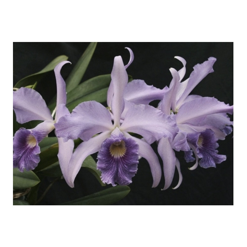 LC. CALLISTOGLOSSA COERULEA ( PURPURATA X WARSWEWICZII)